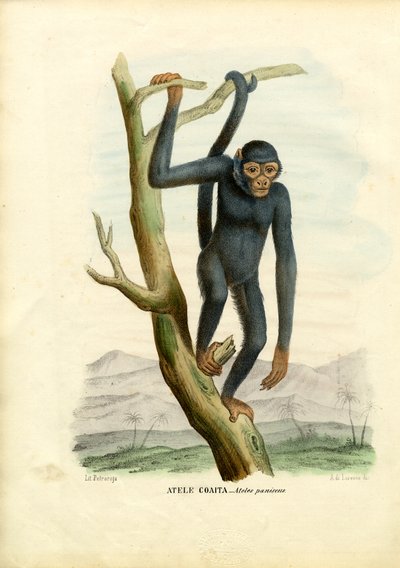 Black Spider Monkey by Raimundo Petraroja